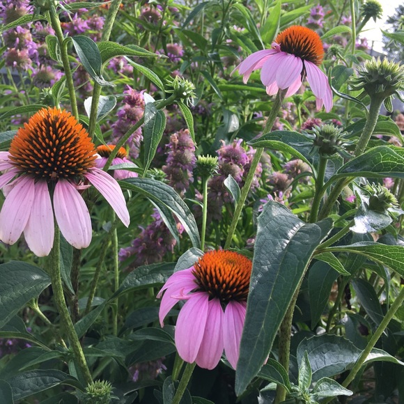 Meet your Posher, Angie - Picture 1 of 1